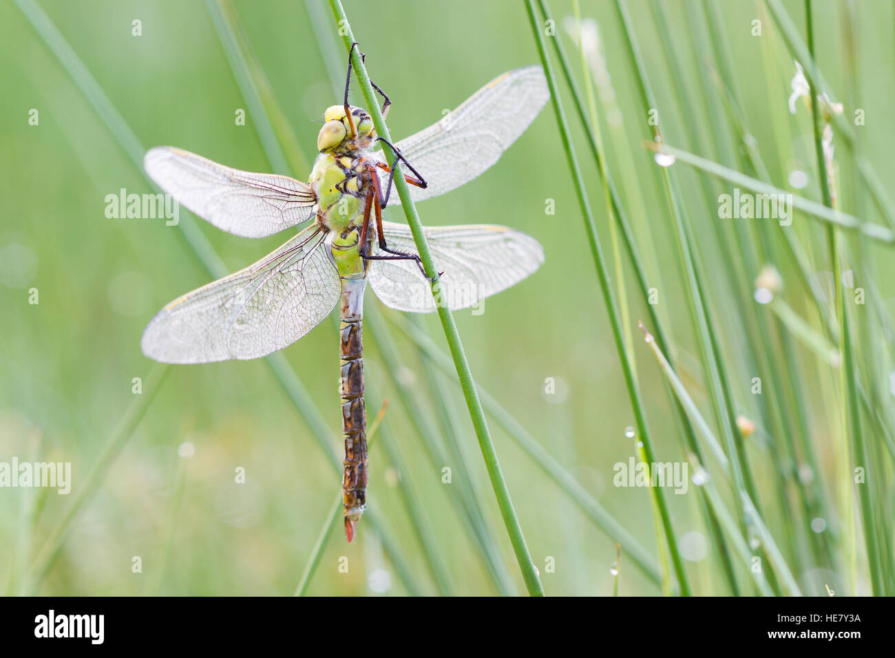 Dragonfly with dew drops on plant with green background Stock Photo - Alamy
