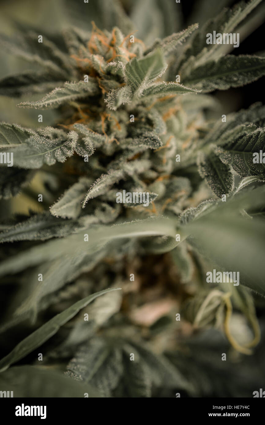 Cannabis, skunk, weed, home-grown, dope, grass, super-weed Stock Photo
