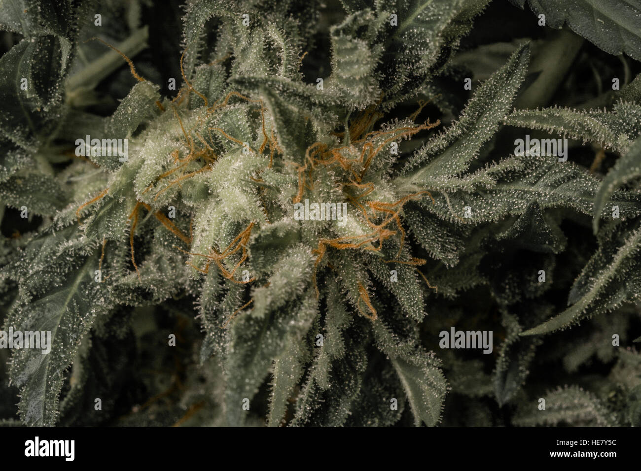 Cannabis, skunk, weed, home-grown, dope, grass, super-weed Stock Photo