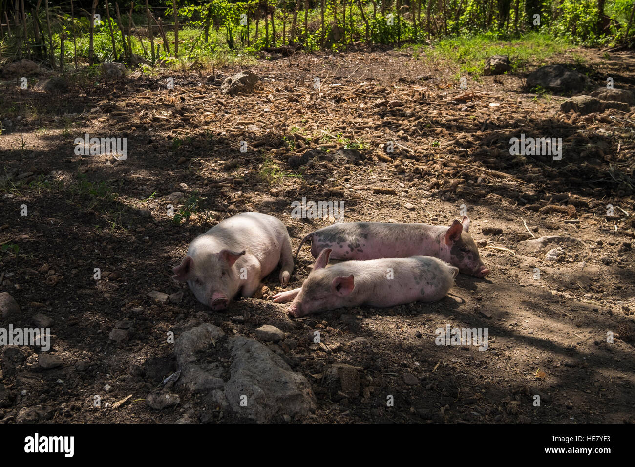 Sow and piglets in muck, farm in Ingenio, Trinidad, Cuba Stock Photo