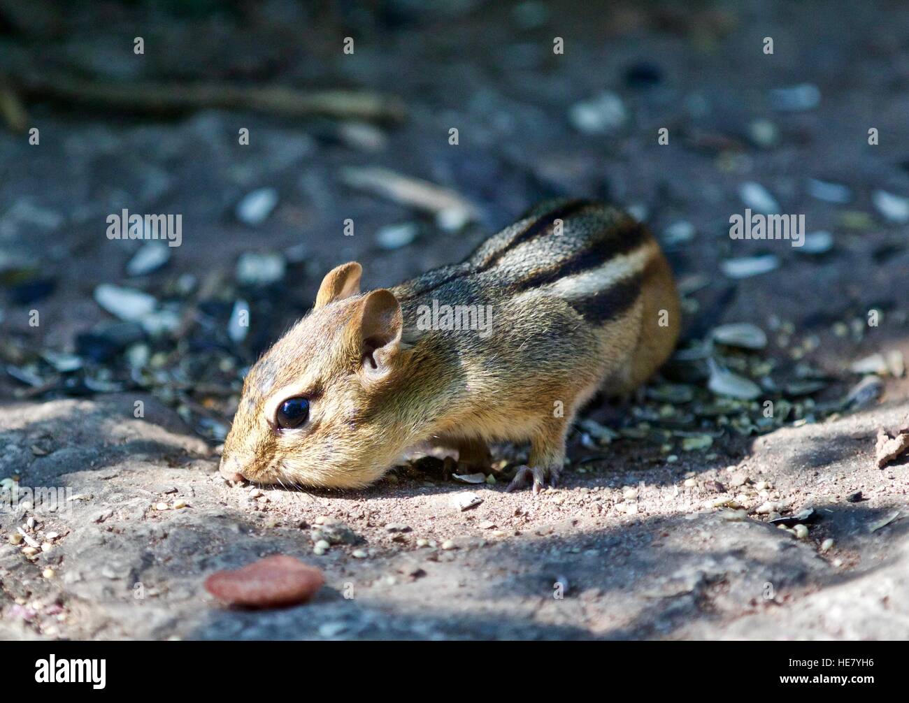 Beautiful isolated photo of a funny cute chipmunk Stock Photo