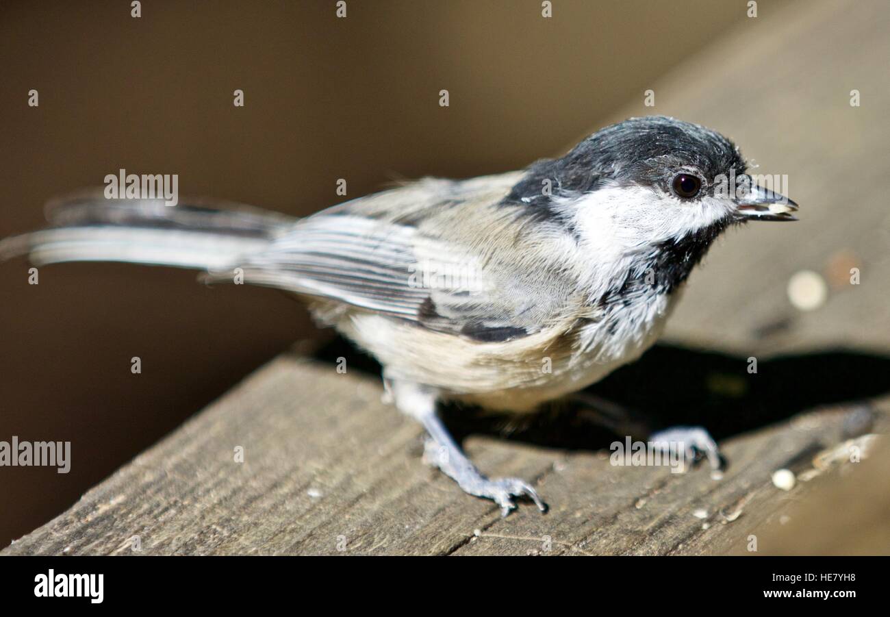 Beautiful isolated photo of a black-capped chickadee bird Stock Photo ...