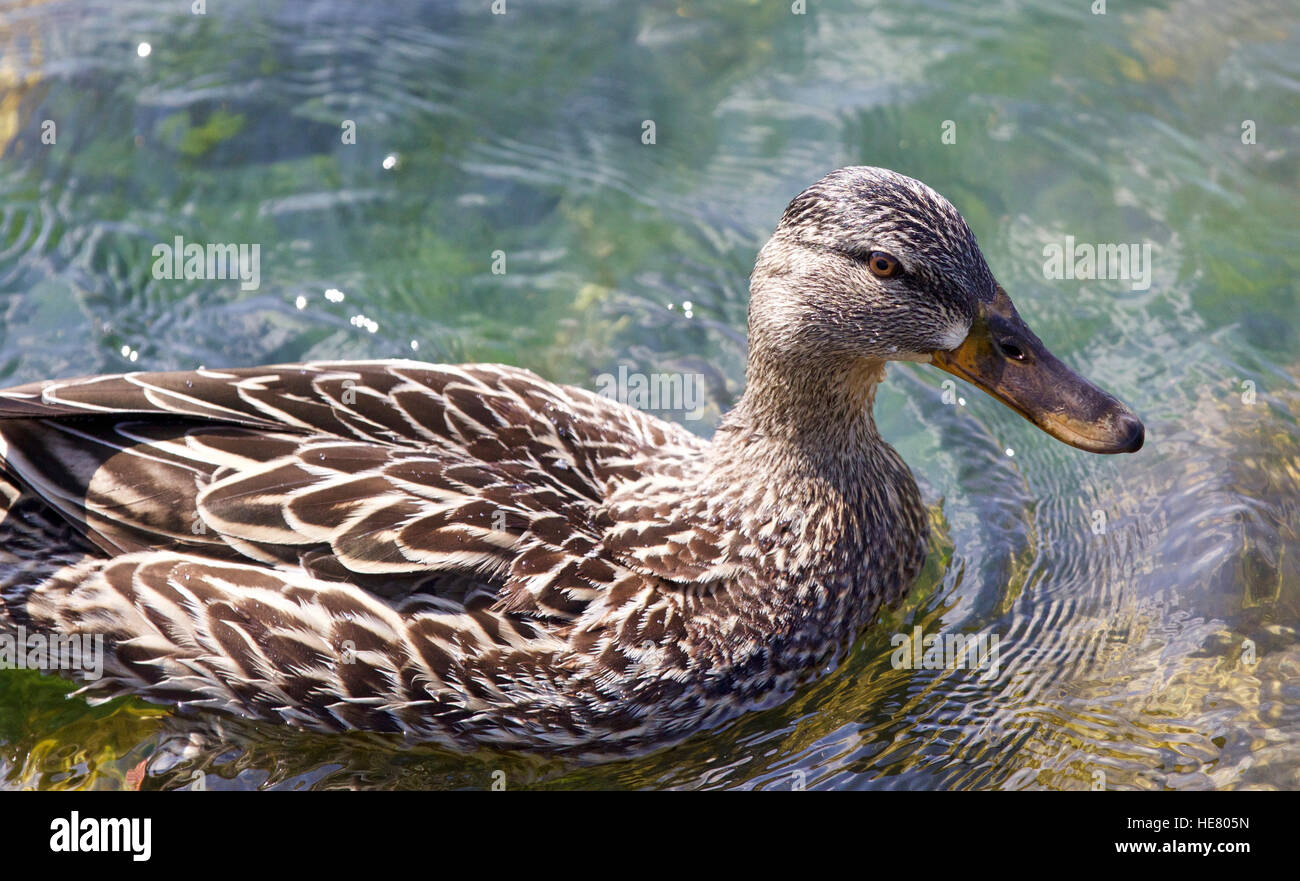 Funny duck hires stock photography and images Alamy