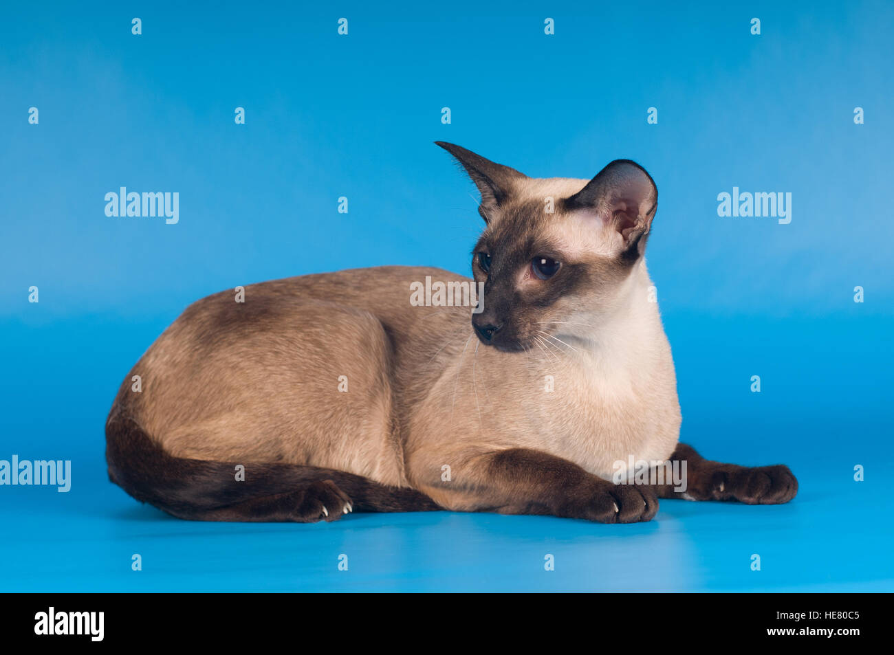 Siam cat on blue Stock Photo