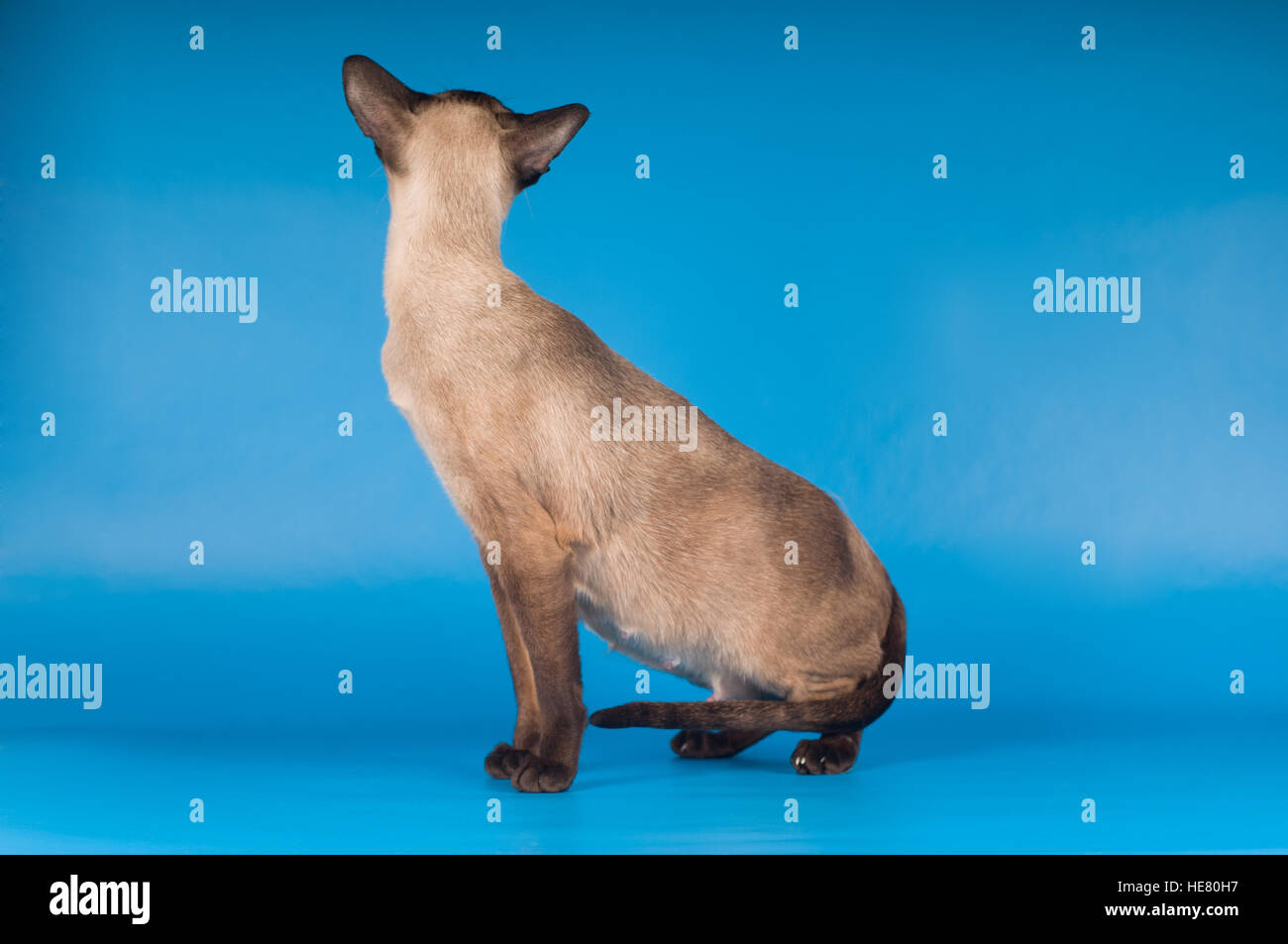 Siam cat on blue Stock Photo