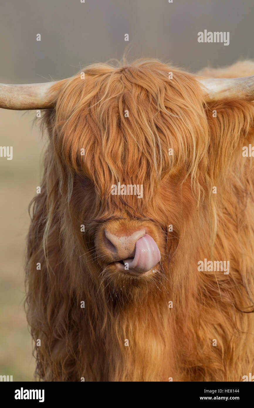 highland-cow-sticking-its-tongue-out-stock-photo-alamy