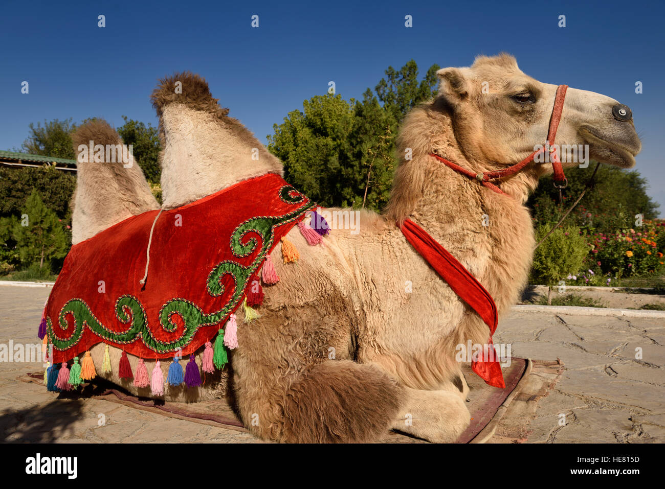 Camel with decorative saddle hi-res stock photography and images - Alamy