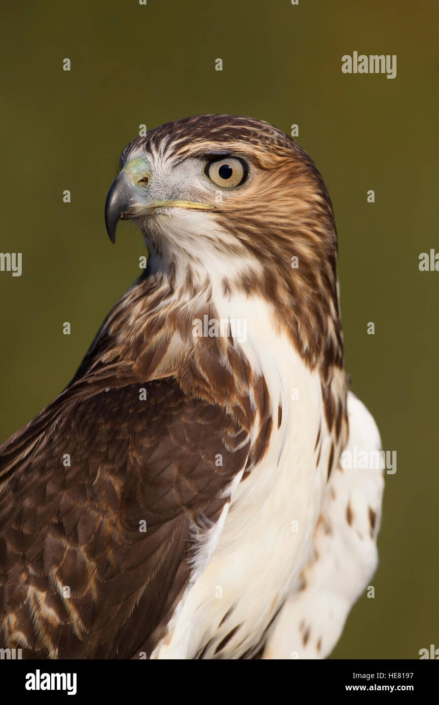 Red tailed hawk Buteo jamaicensis Stock Photo Alamy