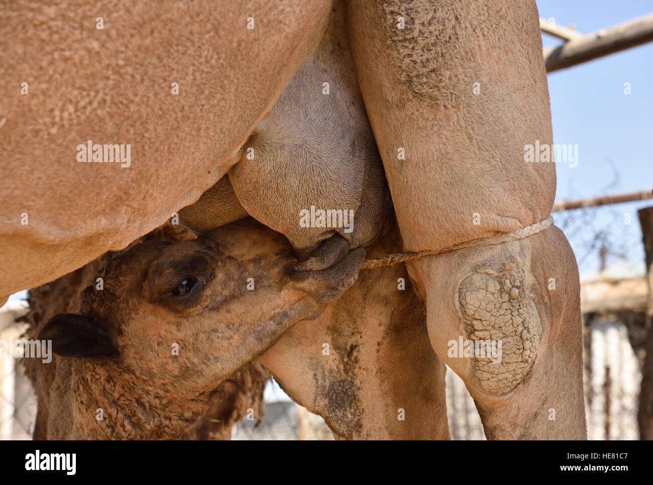 Calf feeding on udder of restrained nursing mother camel on a farm near Shymkent Kazakhstan Stock Photo