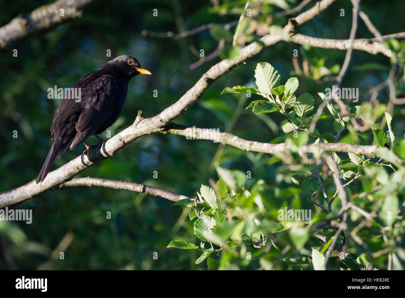 Eurasian Blackbird (Turdus merula) male perched on branch. Murnauer Moos. Murnau am Staffelsee. Upper Bavaria. Germany. Stock Photo