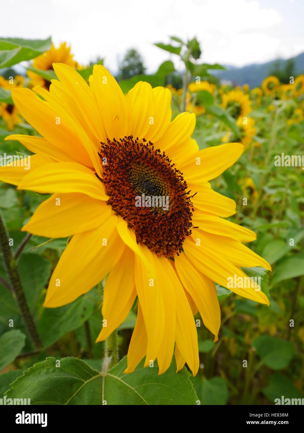 sunflower in field Stock Photo - Alamy