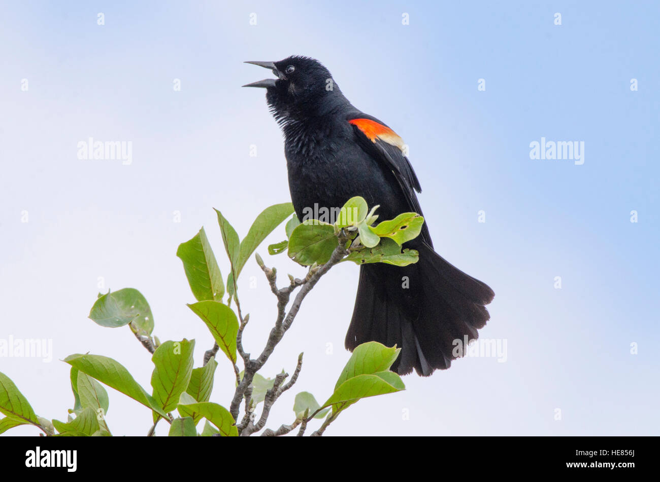 Red wing blackbird opens its mouth and ruffles its neck feather as it sings, Constitution Gardens, Washington, DC. Stock Photo