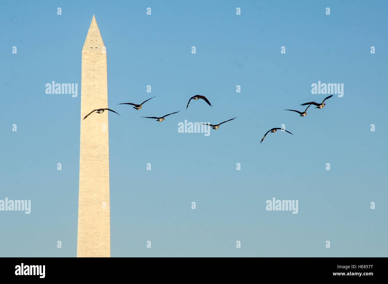 Canada geese descend near the Washington Monument in Washington DC. Stock Photo