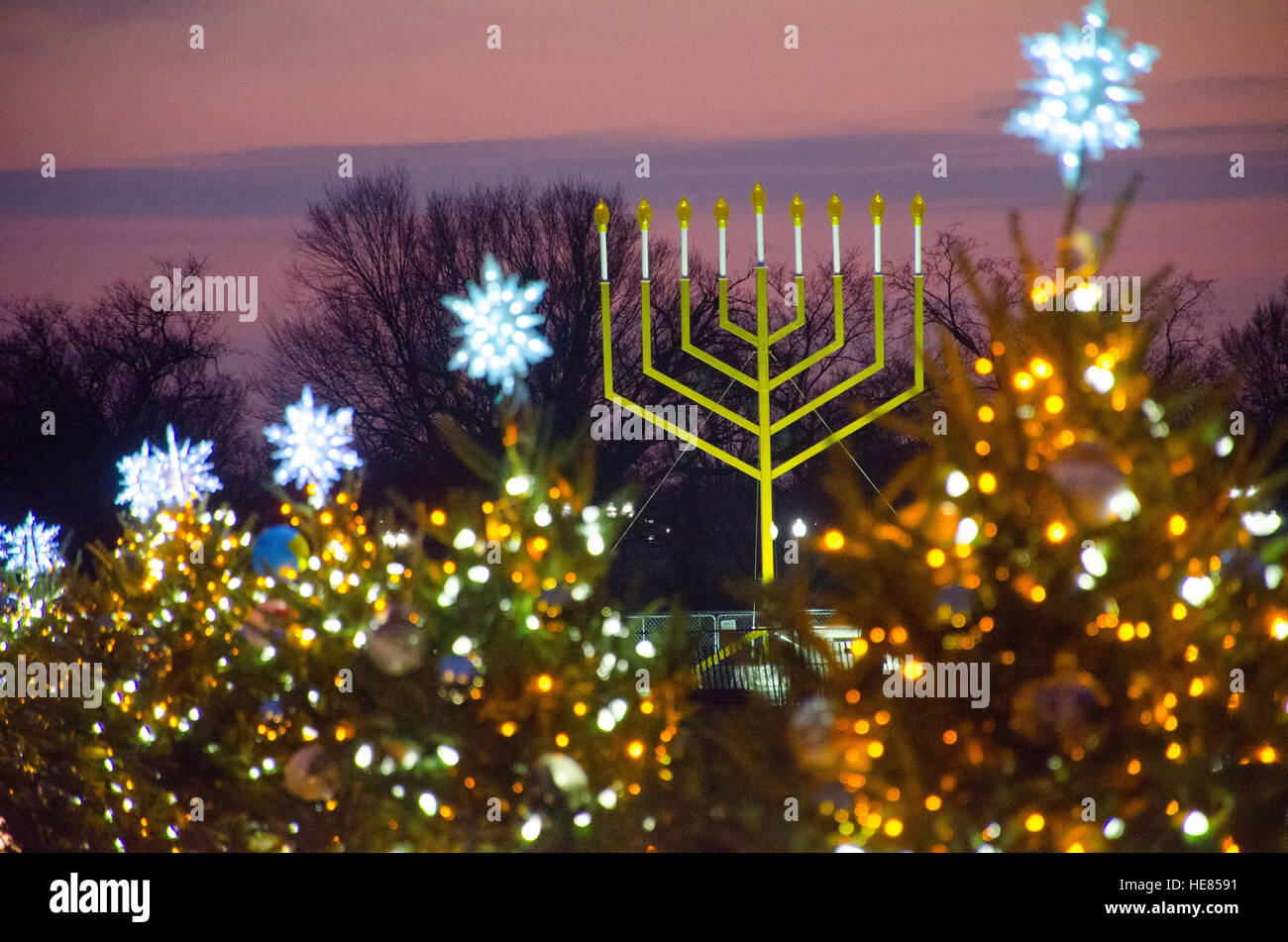 The National Menorah shares the Ellipse with small Christmas trees representing individual states of the Union. Stock Photo