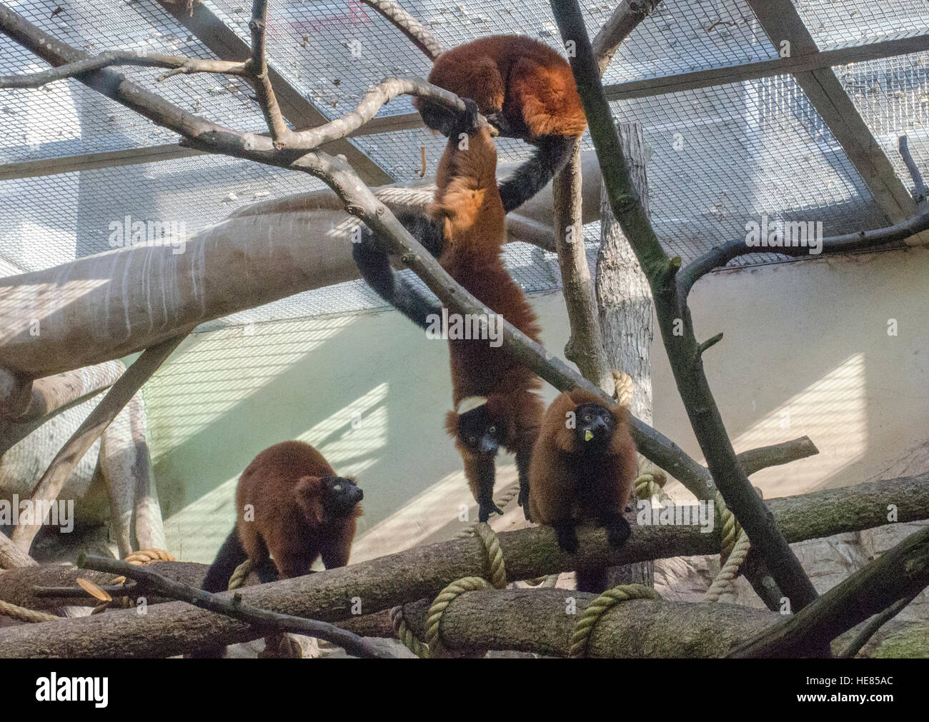 Red ruffed lemurs at the National Zoo in Washington DC Stock Photo