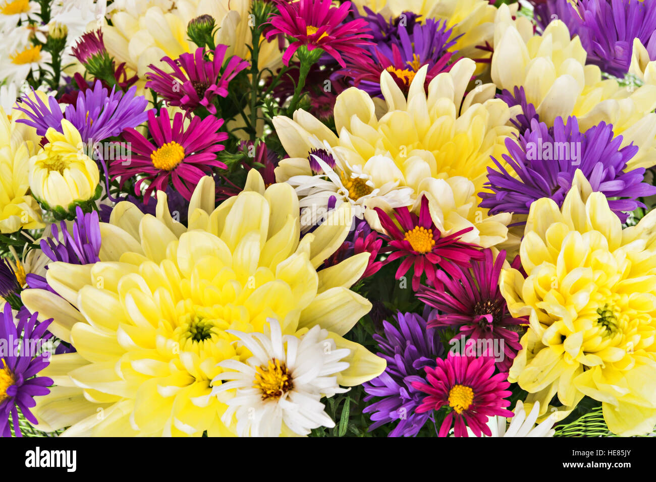 bouquet with chrysanthemums and asters on a white background close-up. Stock Photo