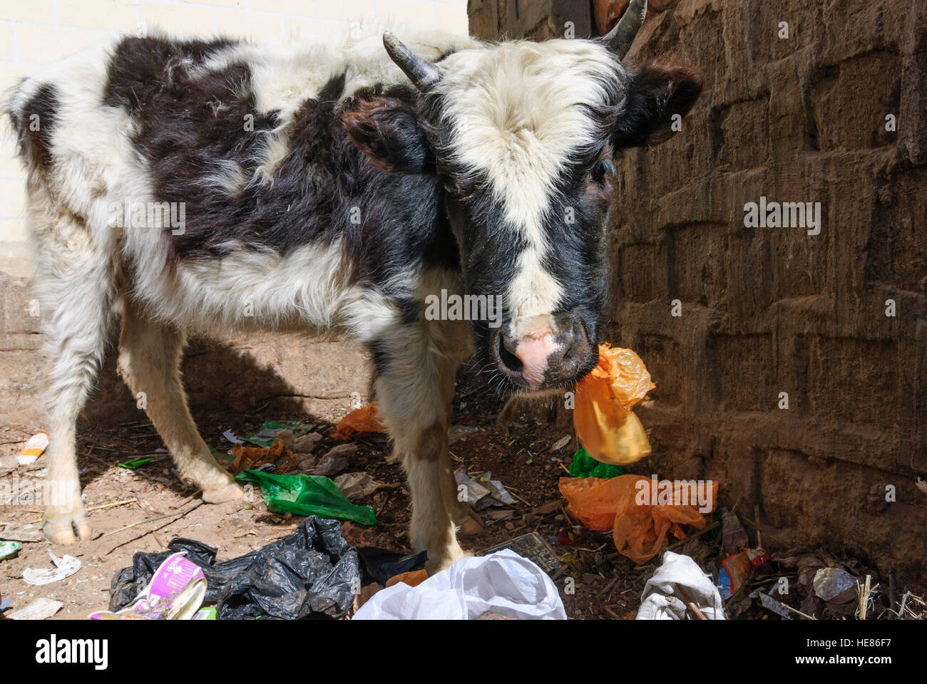 Lhasa: Monastery Drepung; Cow calf eats trash, Tibet, China Stock Photo