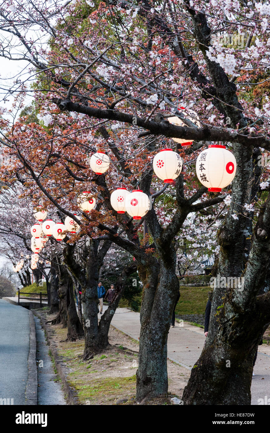 Japan,  Cherry blossom trees just coming into bloom with hanging illuminated lanterns between road and footpath. Evening time. Stock Photo
