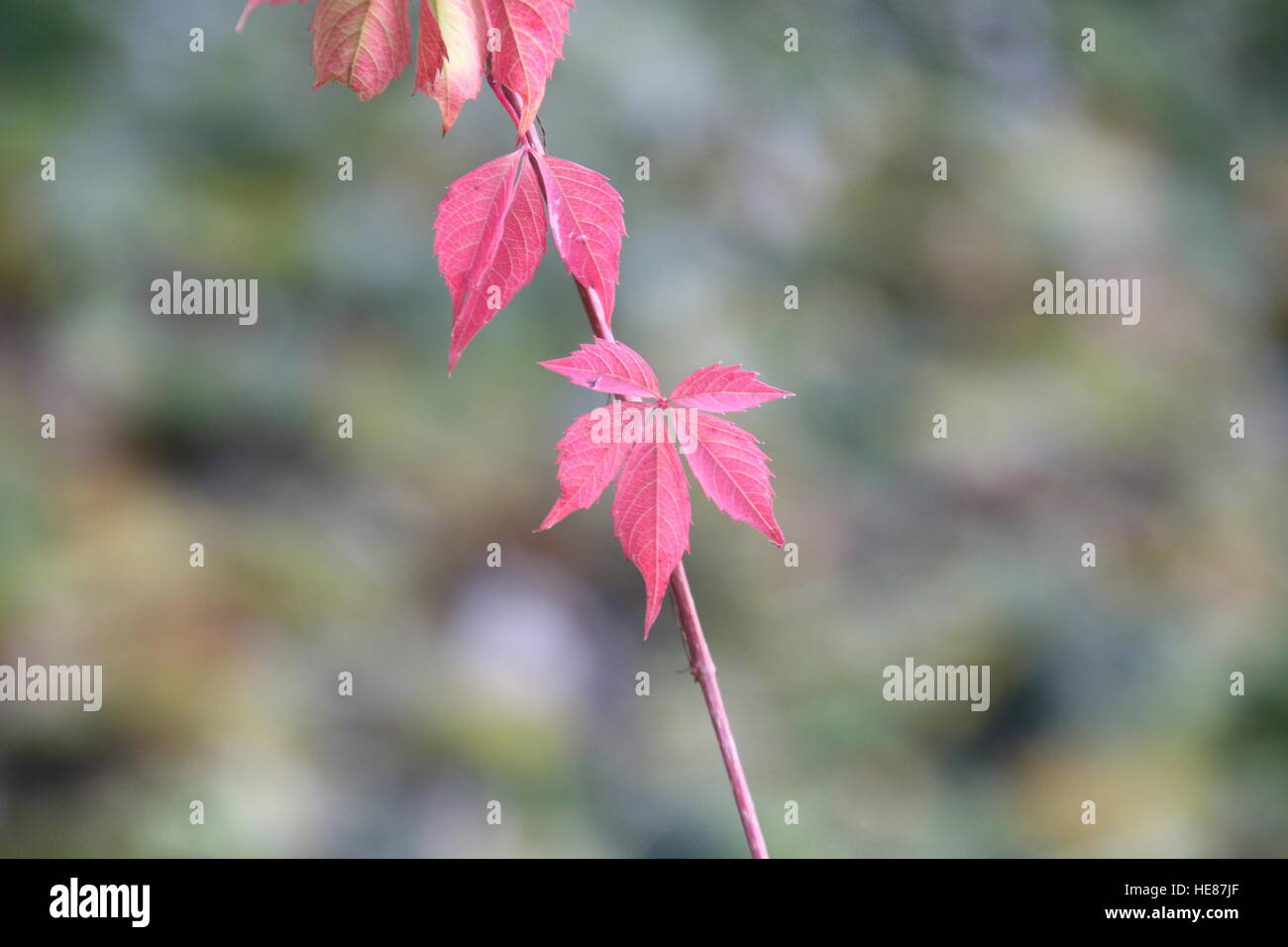 Amazing nature autumn background with leaves Stock Photo