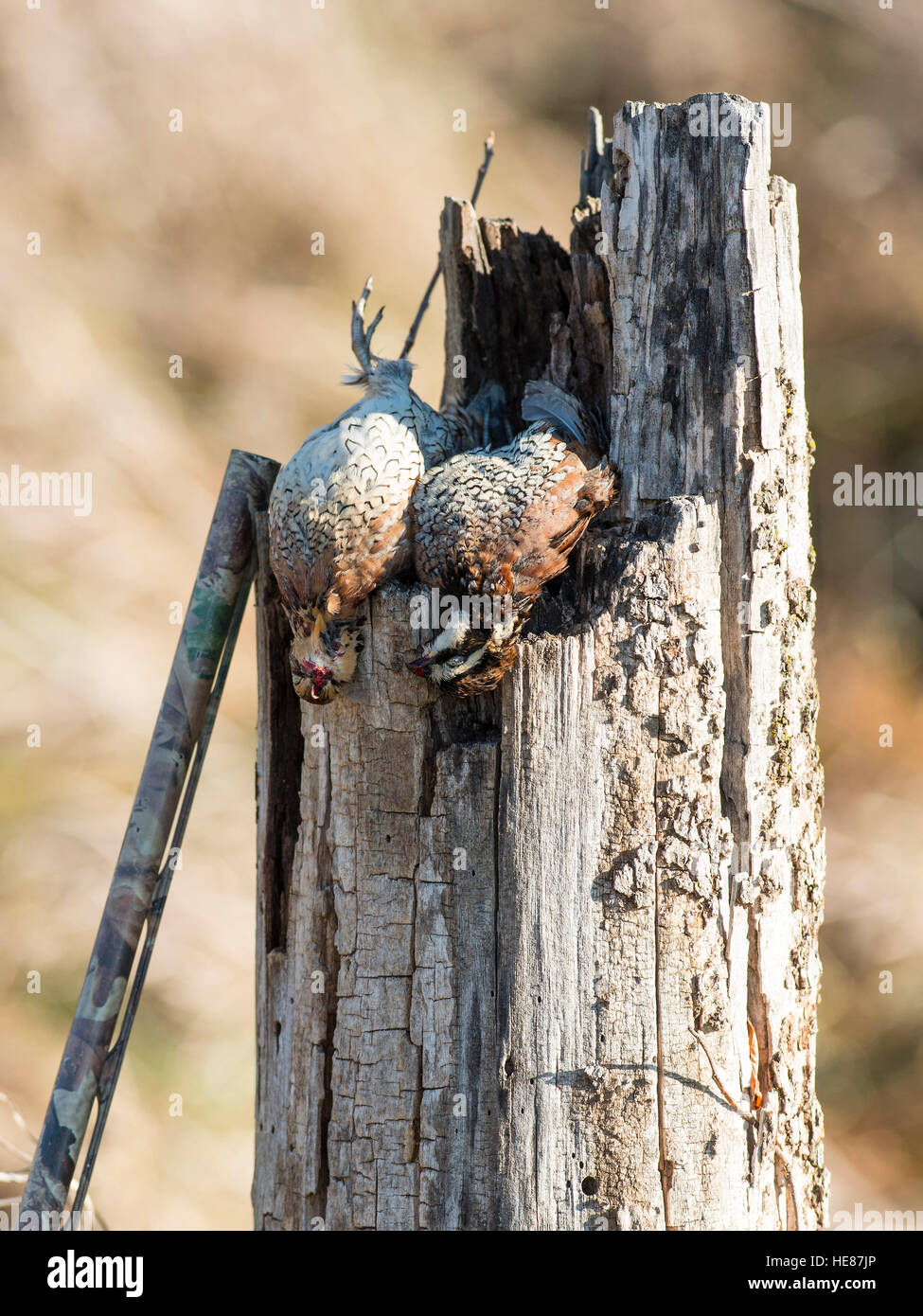 Bobwhite Quail hunting Stock Photo Alamy