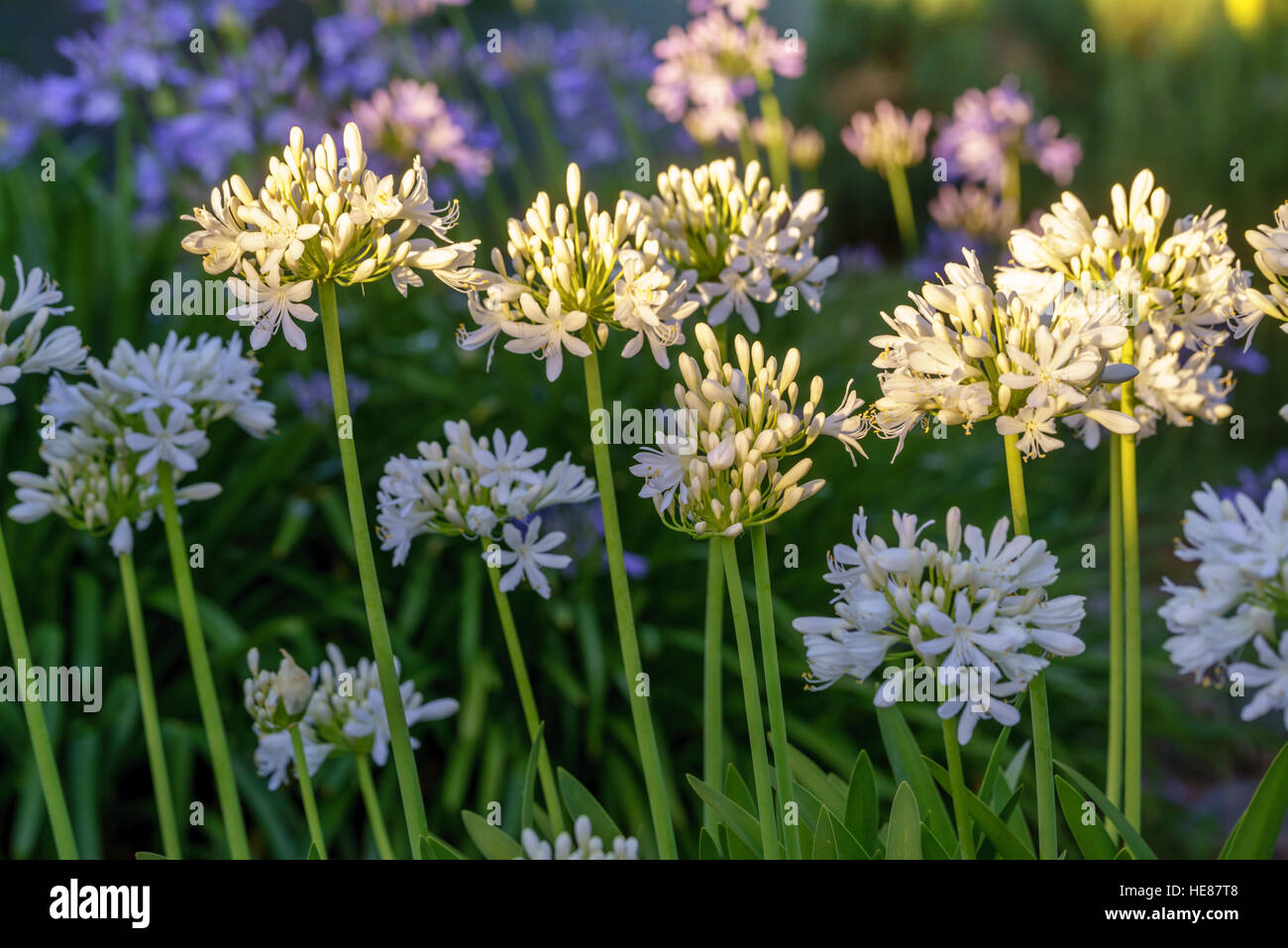 African blue lily Agapanthus africanus flowers against a garden background.  White and purple flowers. Stock Photo