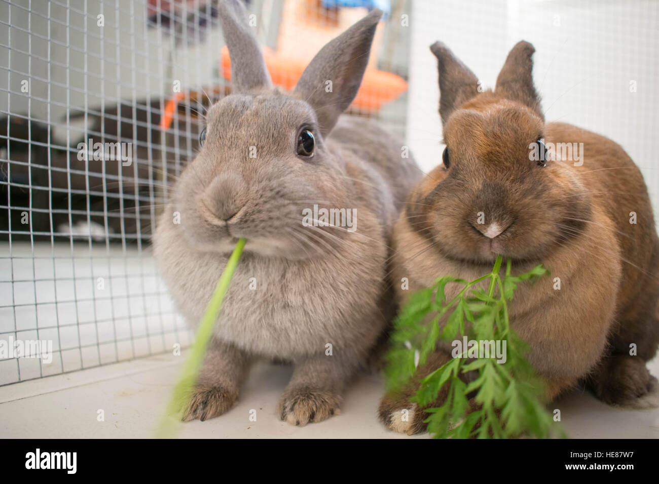 https://c8.alamy.com/comp/HE87W7/sister-rabbits-having-dinner-HE87W7.jpg