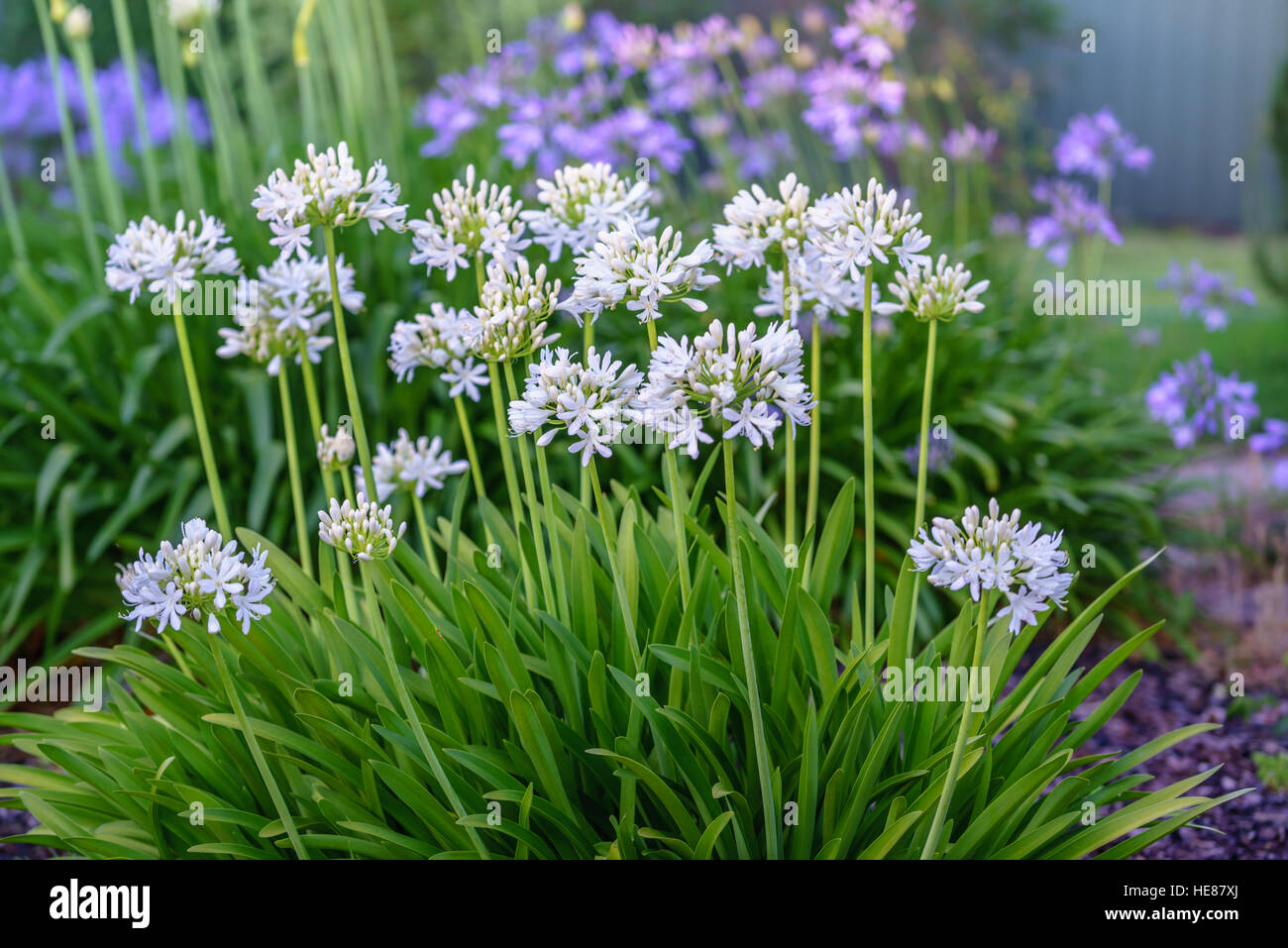 African blue lily Agapanthus africanus flowers against a garden background.  White and purple flowers. Stock Photo