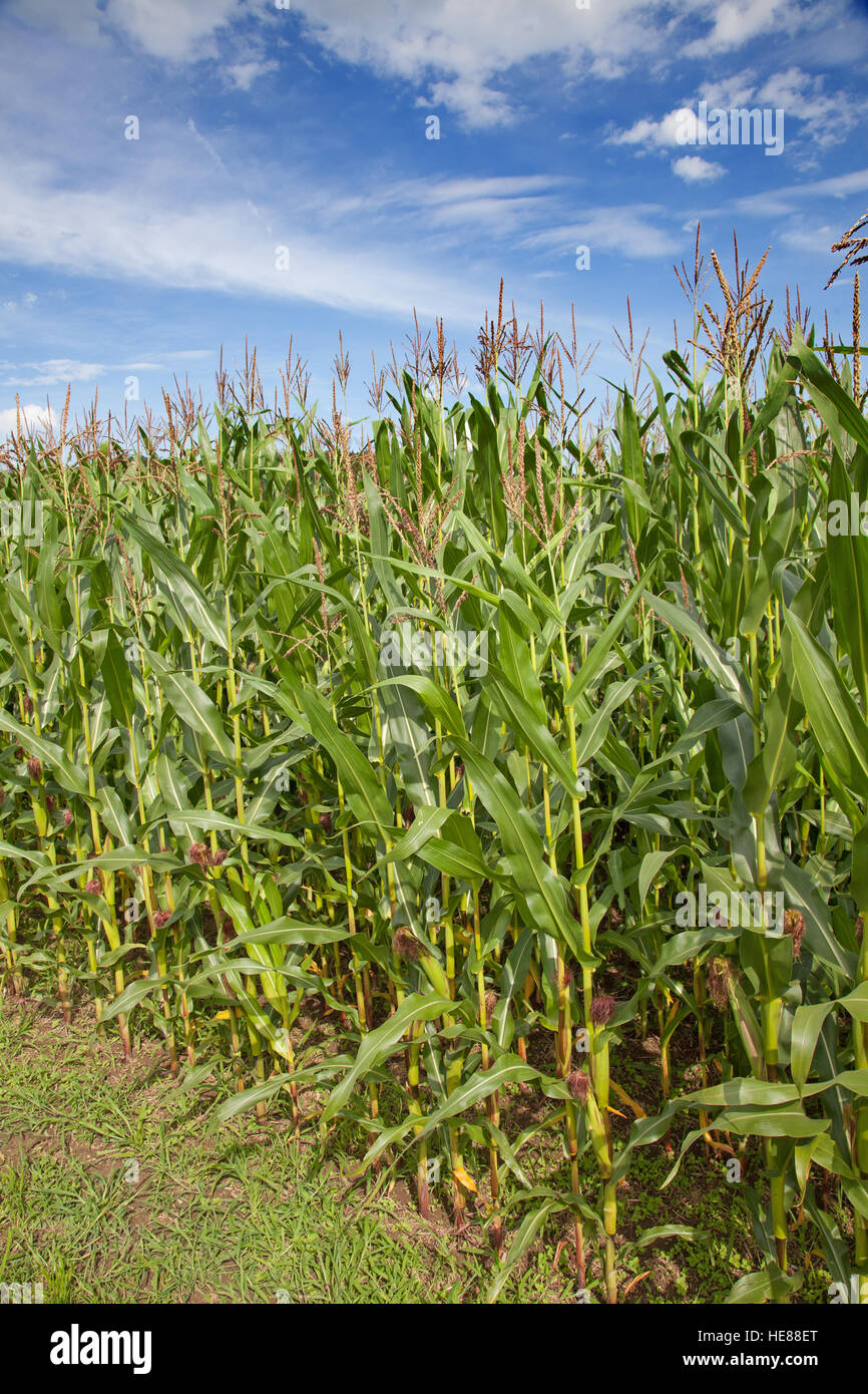 Corn field under blue sky with some fluffy clouds Stock Photo - Alamy