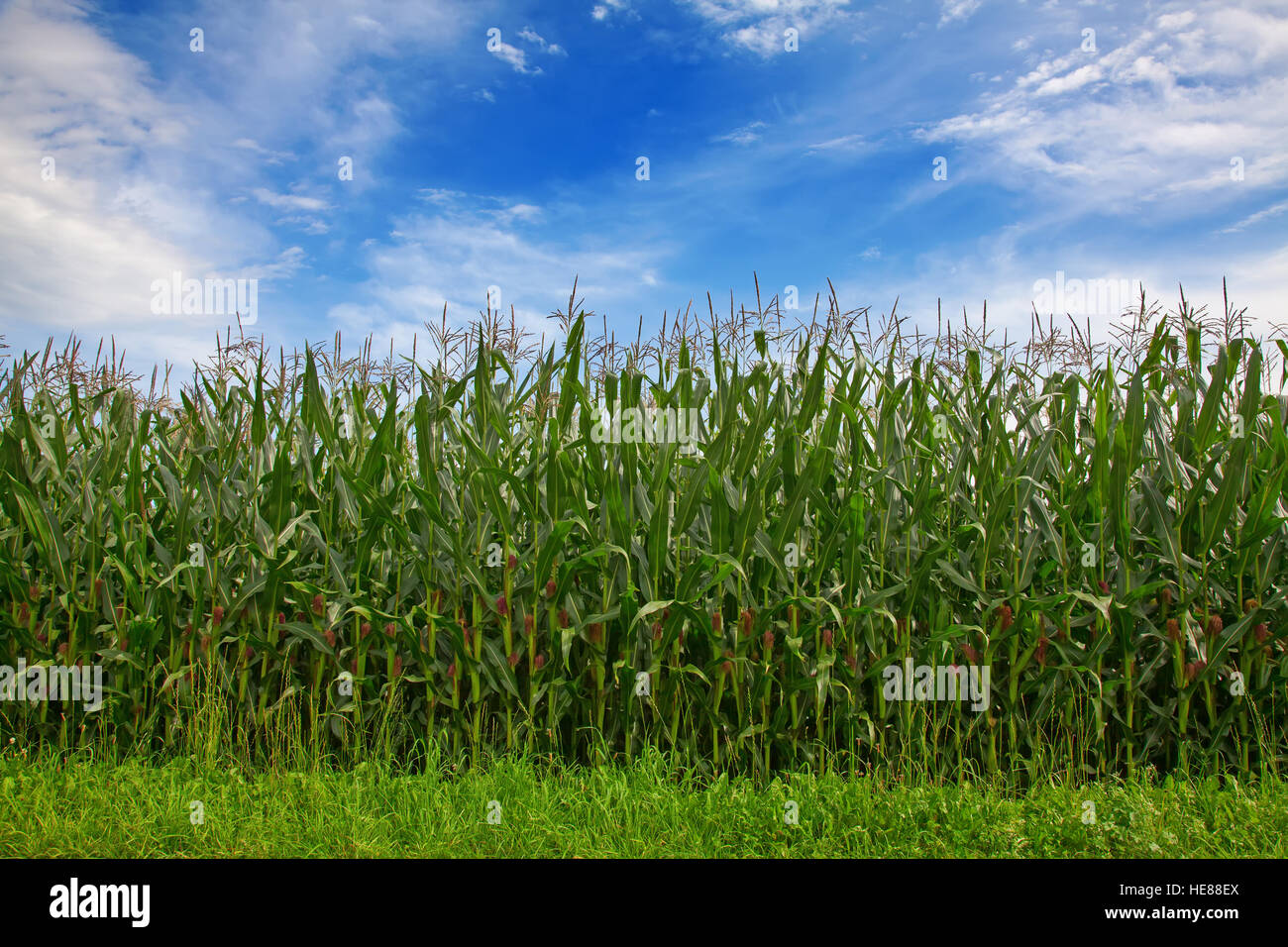 Corn field under blue sky with some fluffy clouds Stock Photo - Alamy