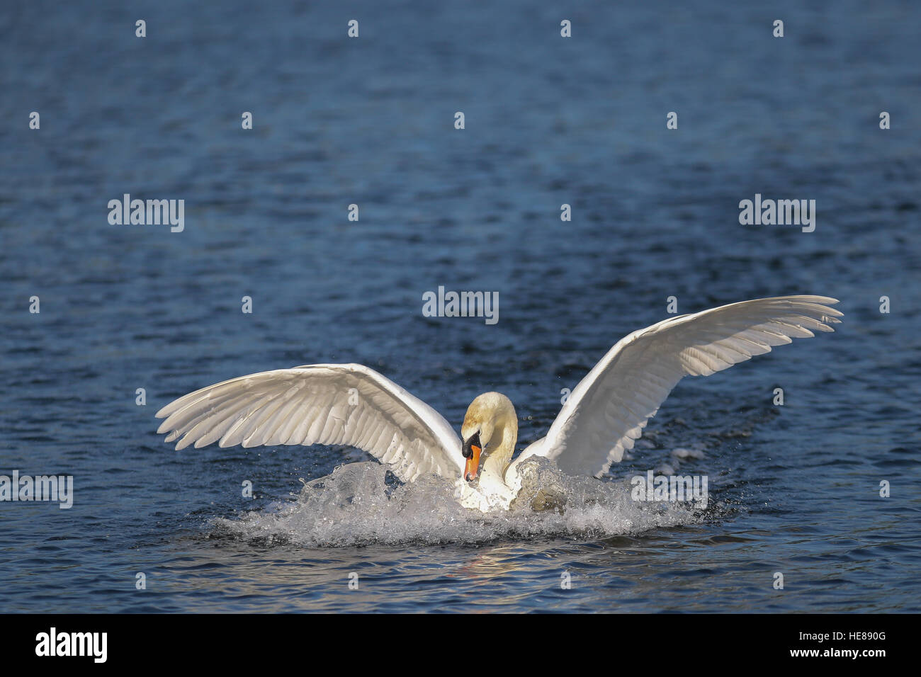 Mute swan (Cygnus olor) lands in water, Lake Kemnade, North Rhine-Westphalia, Germany Stock Photo