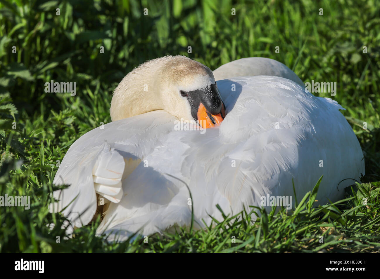 Mute swan (Cygnus olor) resting in grass, Kemnade, North Rhine-Westphalia, Germany Stock Photo