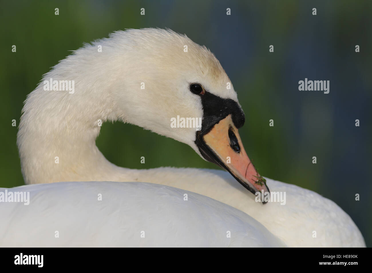 Young mute swan (Cygnus olor), Kemnade, North Rhine-Westphalia, Germany Stock Photo