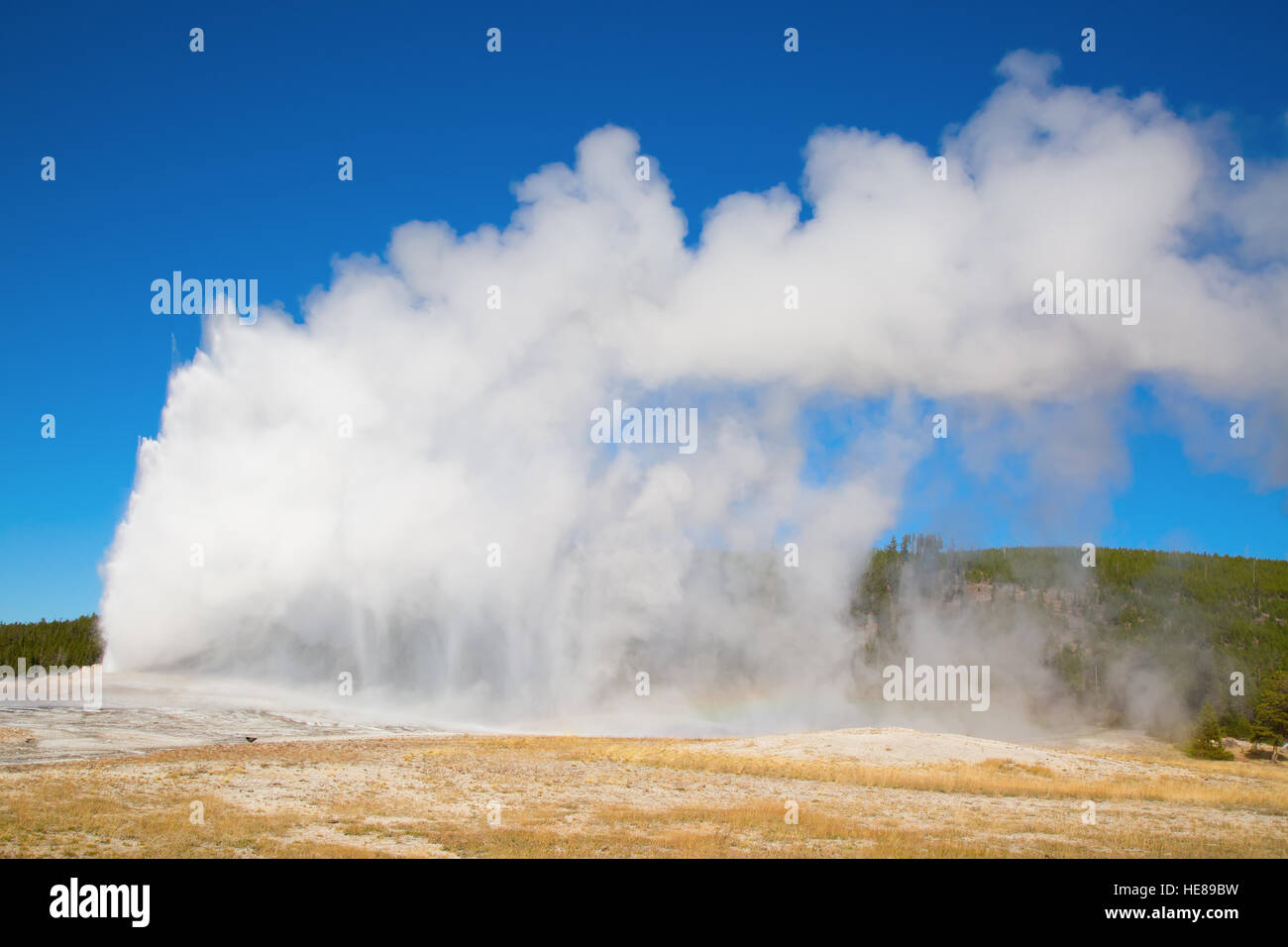 Old Faithful geyser eruption in the Yellowstone national park, USA ...
