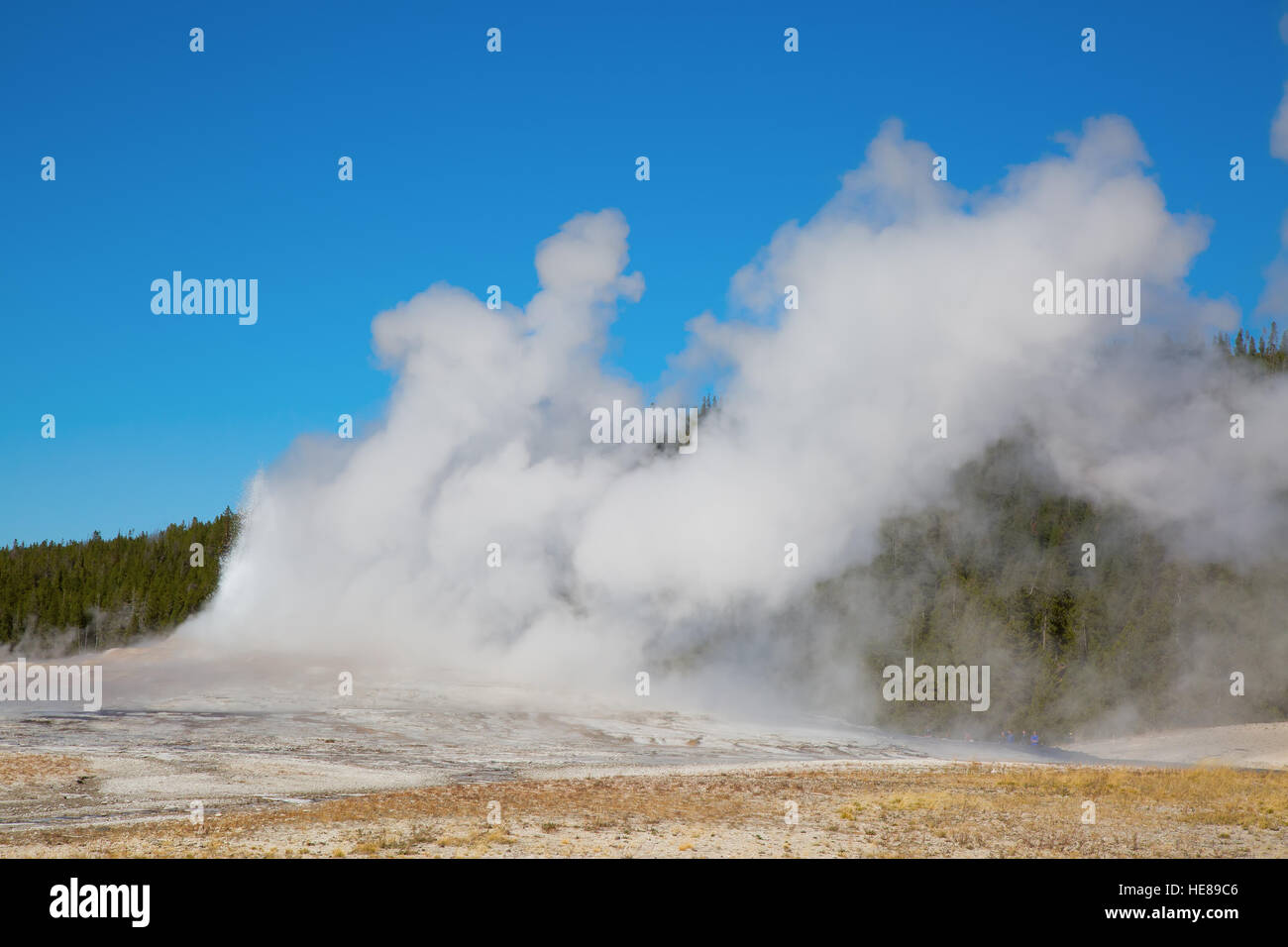 Old Faithful geyser eruption in the Yellowstone national park, USA ...