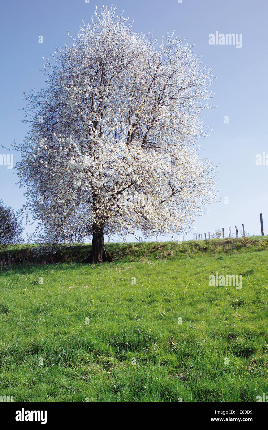 Cherry Tree in bloom on a meadow Stock Photo - Alamy