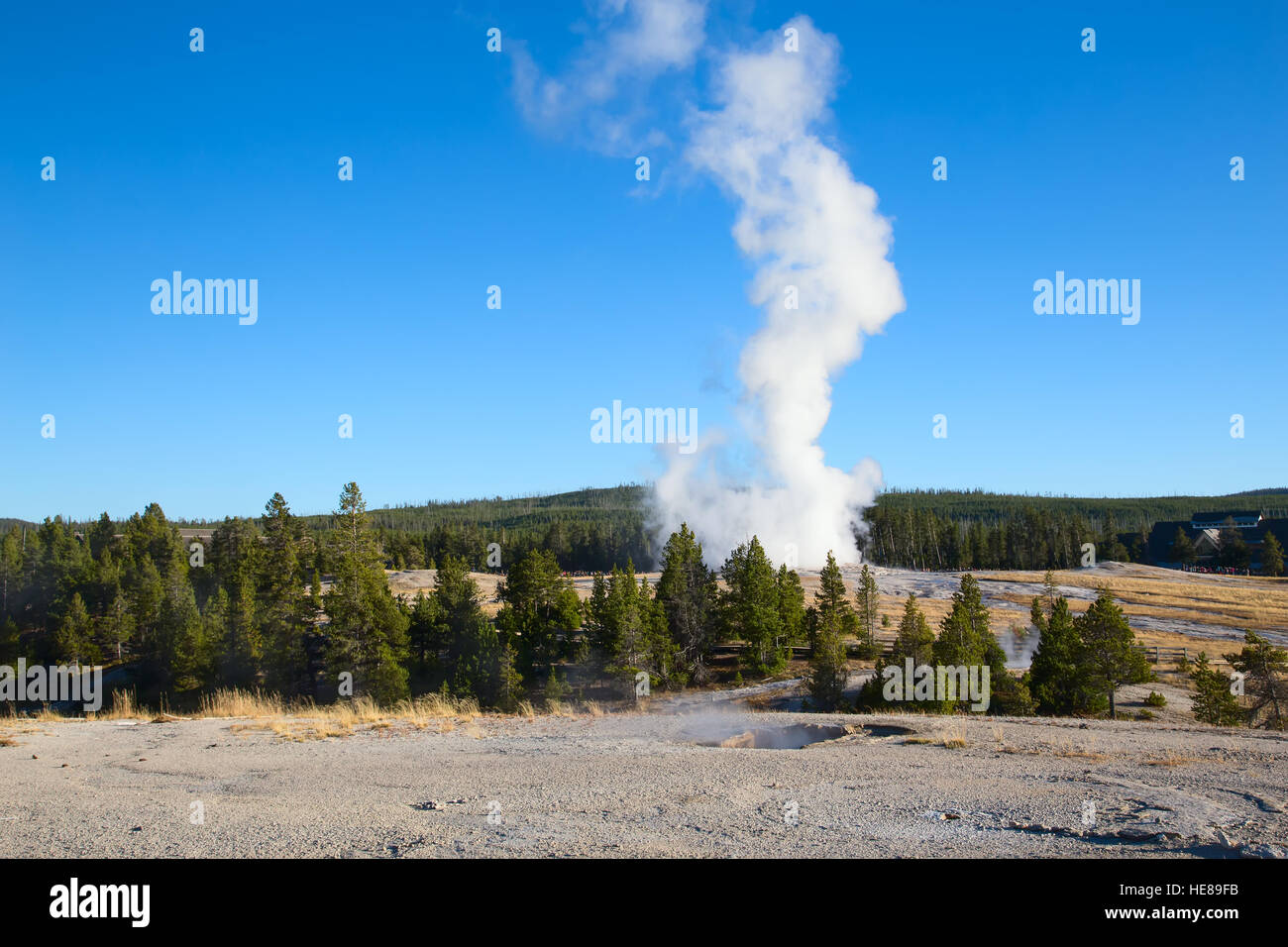 Old Faithful geyser eruption in the Yellowstone national park, USA ...