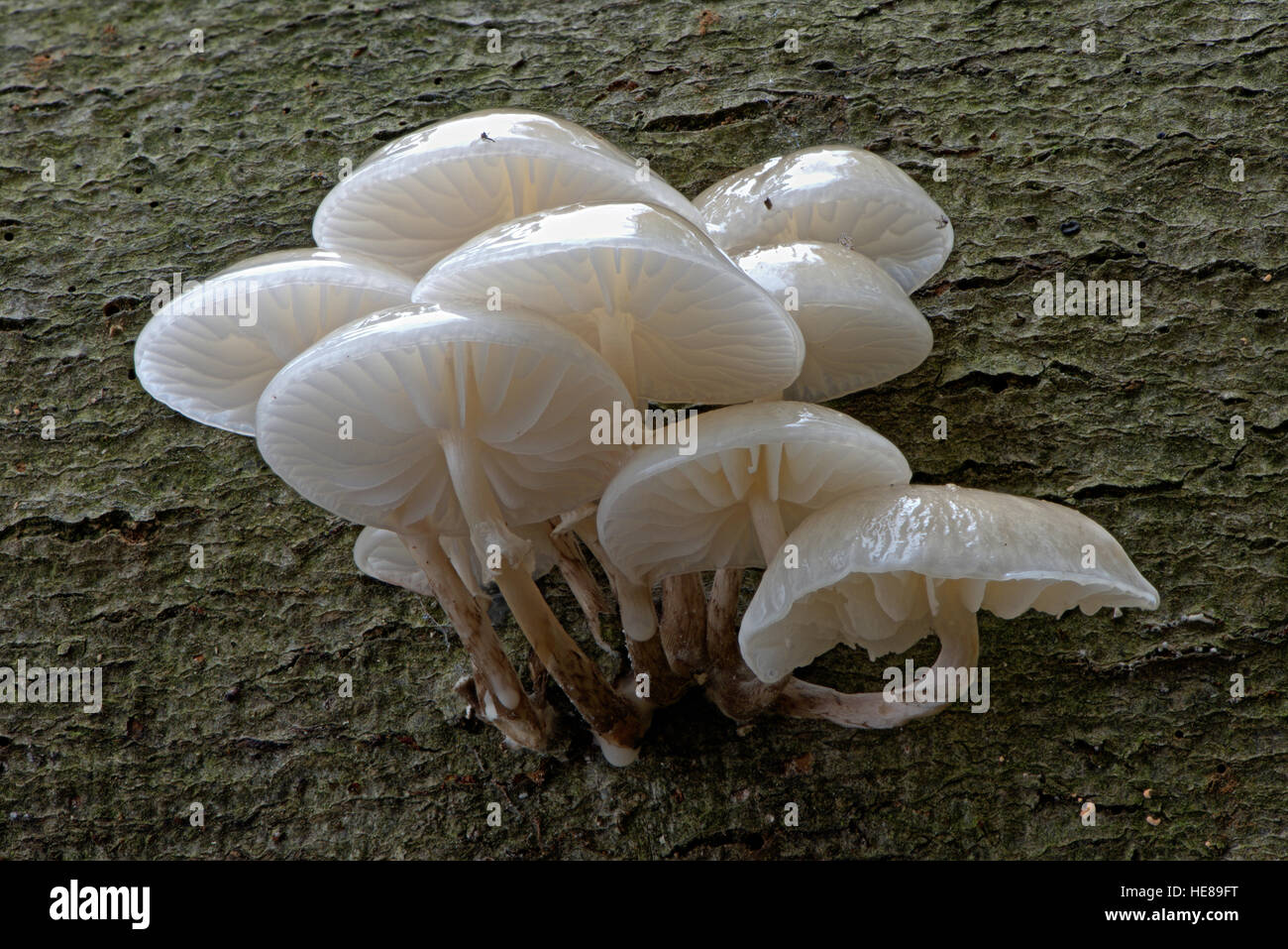 Porcelain fungi (Oudemansiella mucida) on tree bark, Emsland, Lower