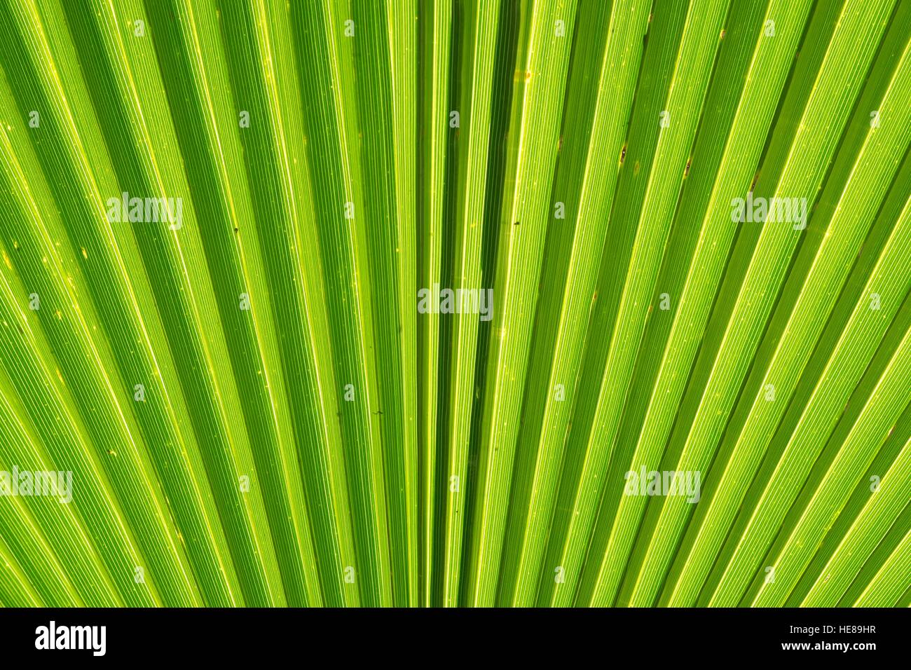 Leaf structure, Mexican fan palm or Mexican washingtonia (Washingtonia robusta), Baden-Württemberg, Germany Stock Photo