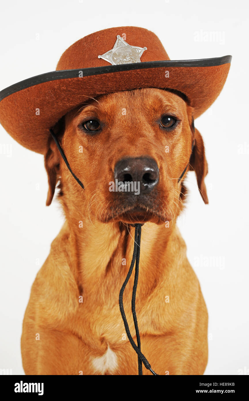 Labrador Retriever, male, wearing cowboy hat with sheriff star Stock Photo