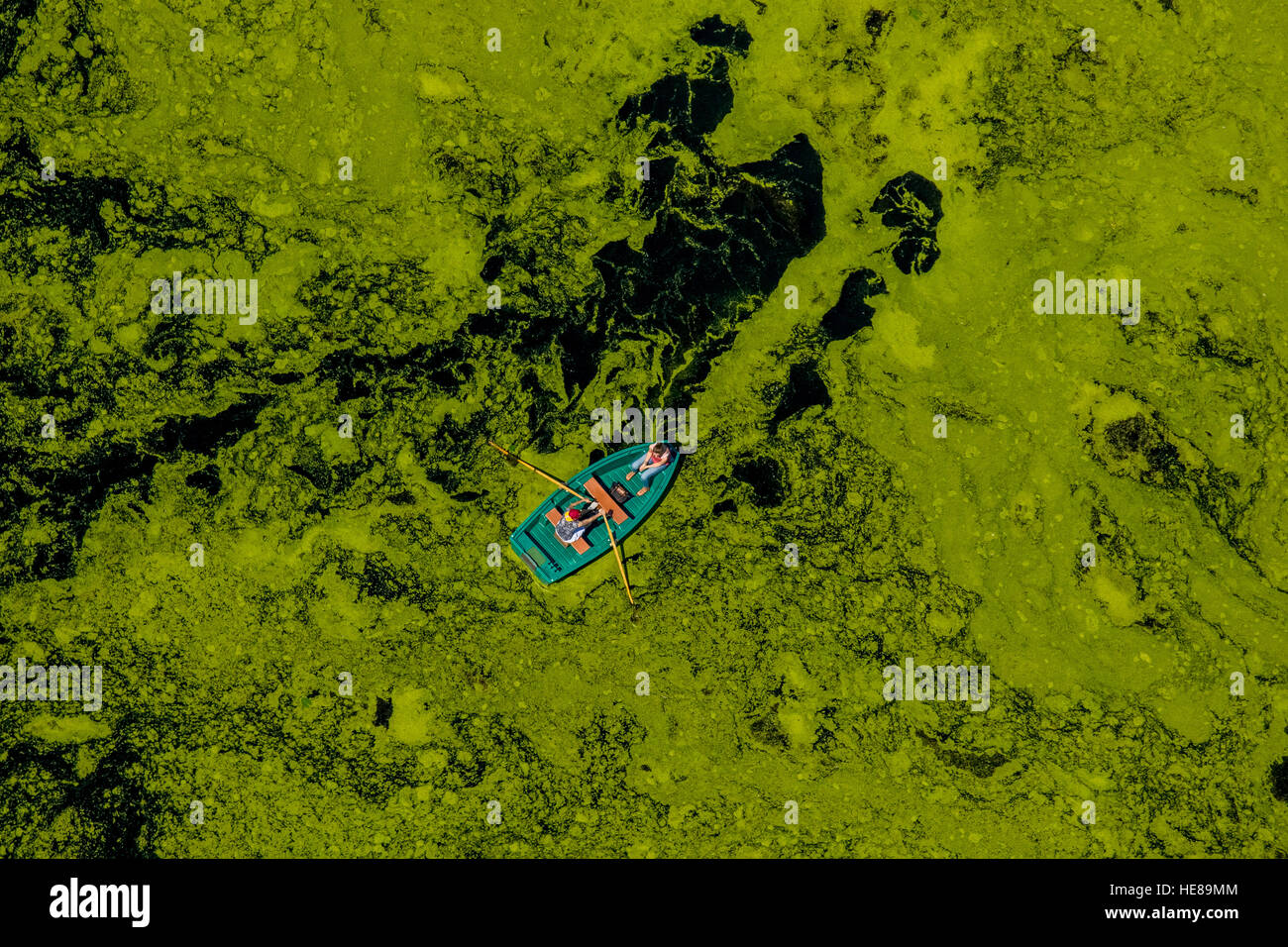 Aerial view of rowboat traveling through water weed, Kemnader Reservoir, Witten, Ruhr District, North Rhine-Westphalia, Germany Stock Photo