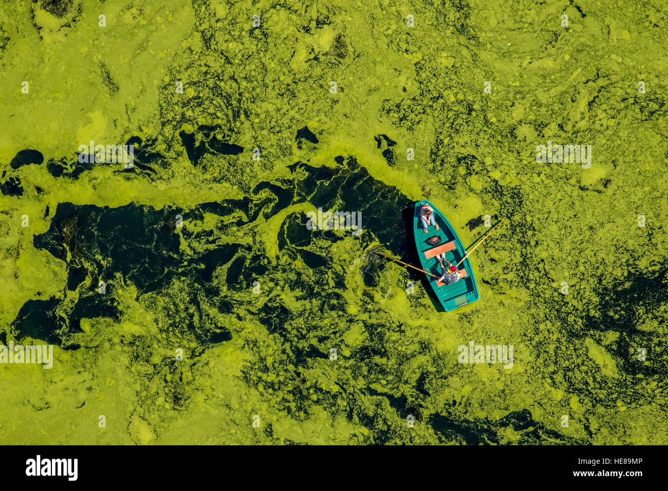 Aerial view of rowboat traveling through water weed, Kemnader Reservoir, Witten, Ruhr District, North Rhine-Westphalia, Germany Stock Photo