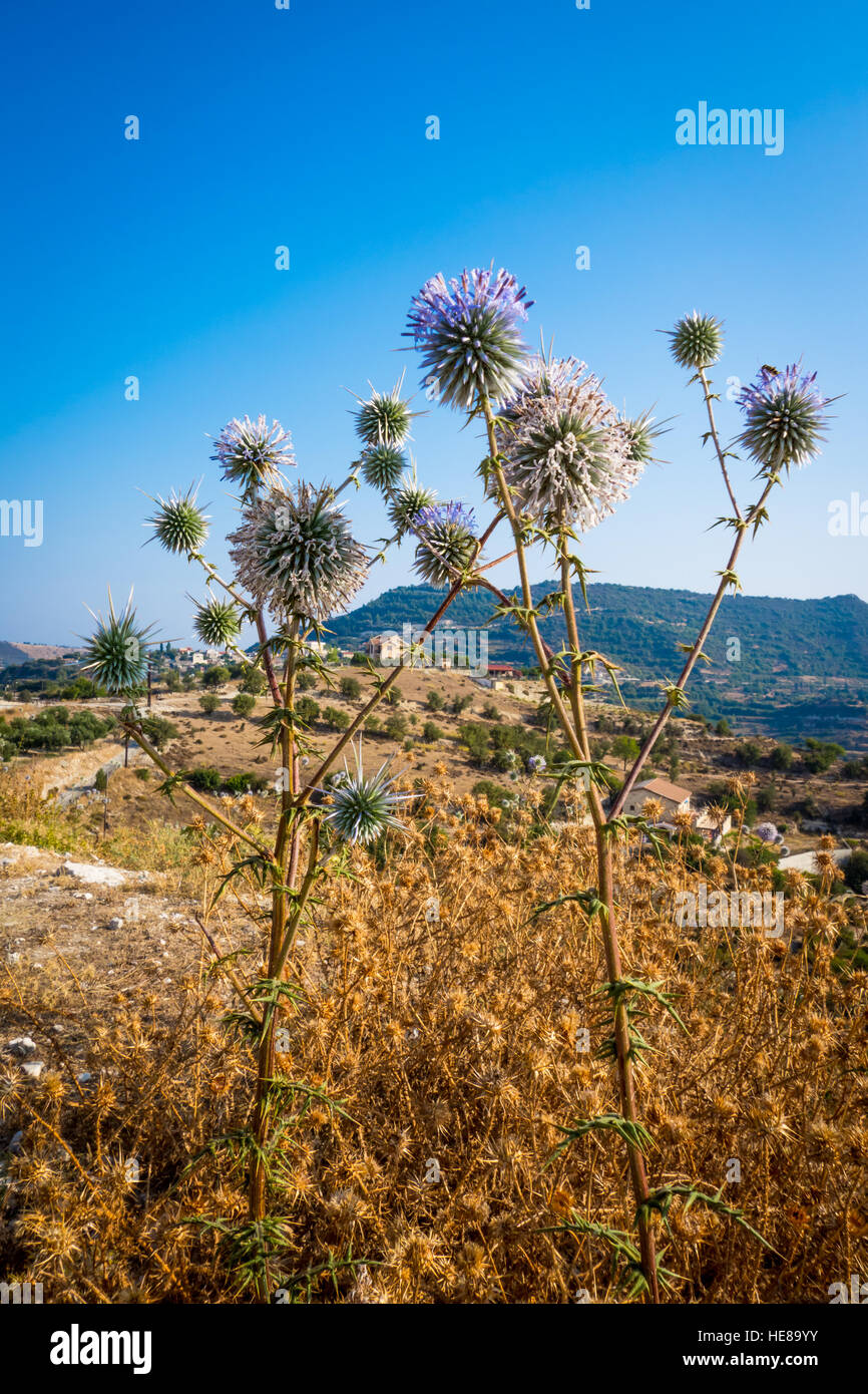 Dried flowers on blue sky background Stock Photo - Alamy