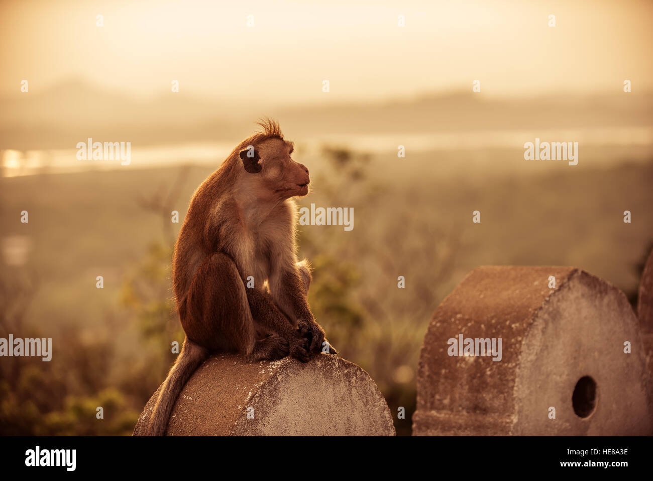 Macaques or Temple monkey at Dambulla cave temple, Sri Lanka Stock Photo