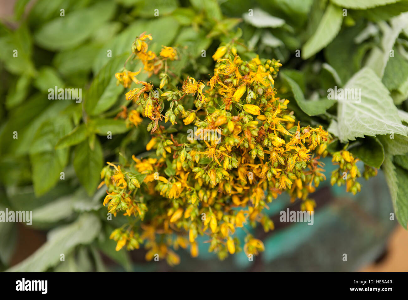 Fresh medical herbs - St. John's wort ( Hypericum perforatum ) just from the meadow. Stock Photo