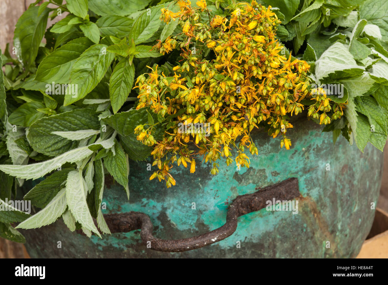 Medical herbs St.Johns worth (Tutsan calycinum) just from the meadow in antique copper vessel. Stock Photo