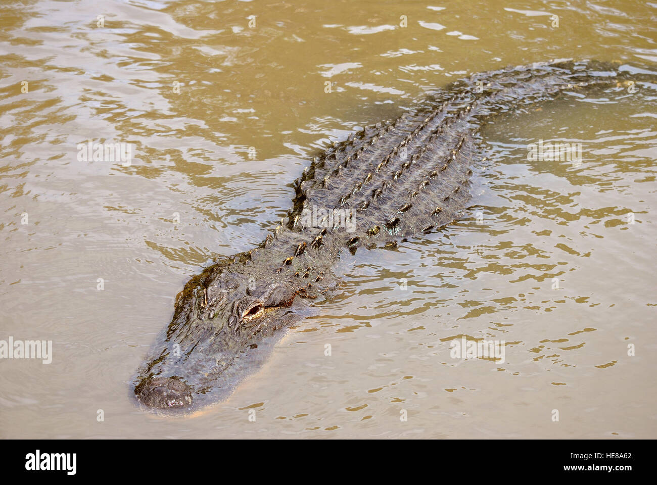 American alligator Latin name alligator mississippiensis Stock Photo