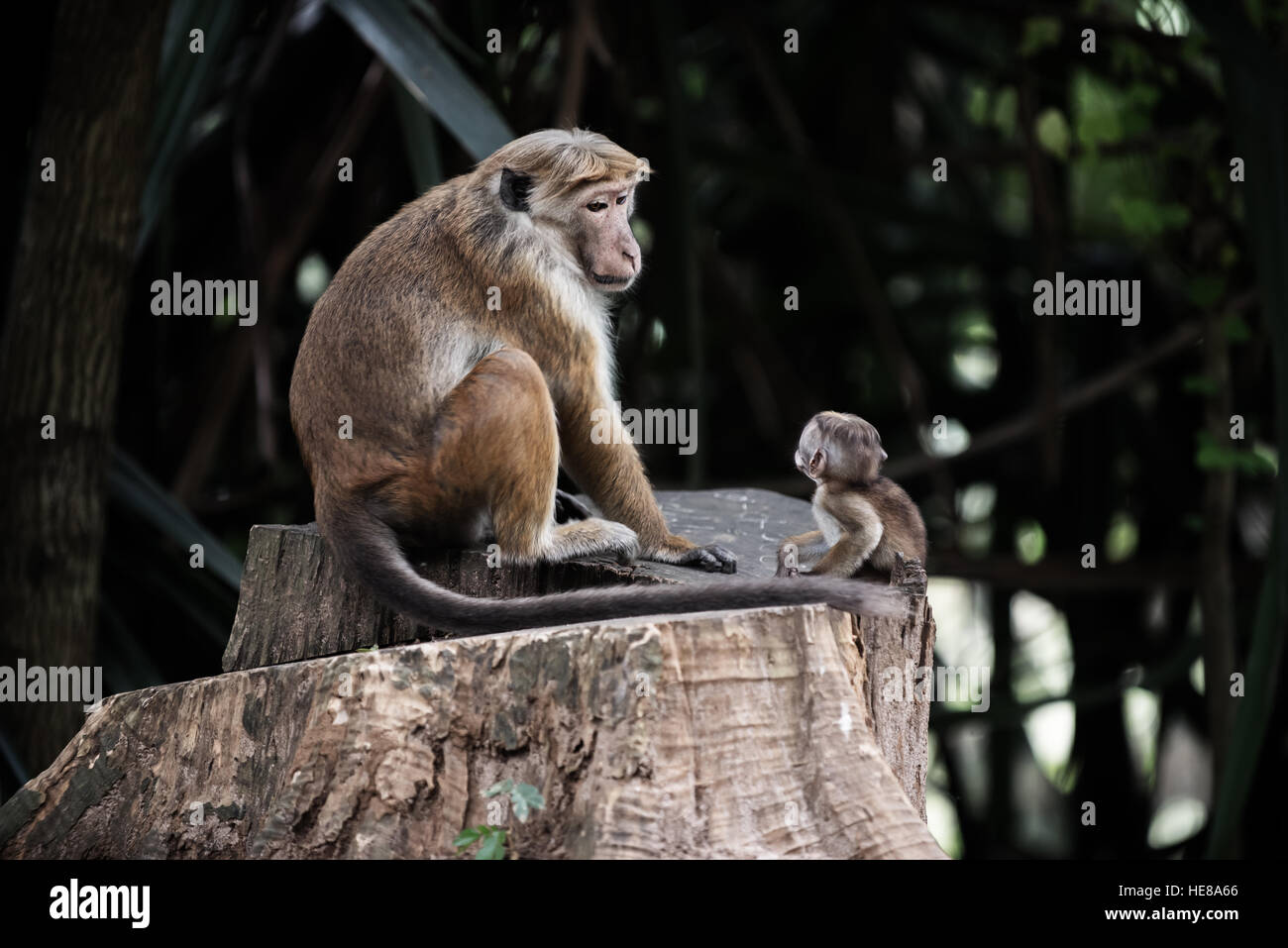 Sri Lanka: monkeys in Royal Botanic Gardens, Kandis Stock Photo