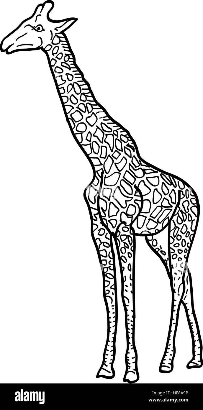 Sketch of a high African giraffe on white background. Vector illustration Stock Vector