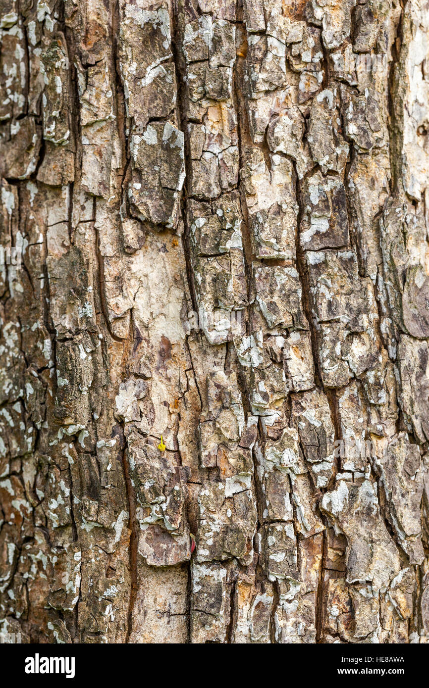 Bark of a tree trunk, Field maple tree, Acer campestre bark Stock Photo ...