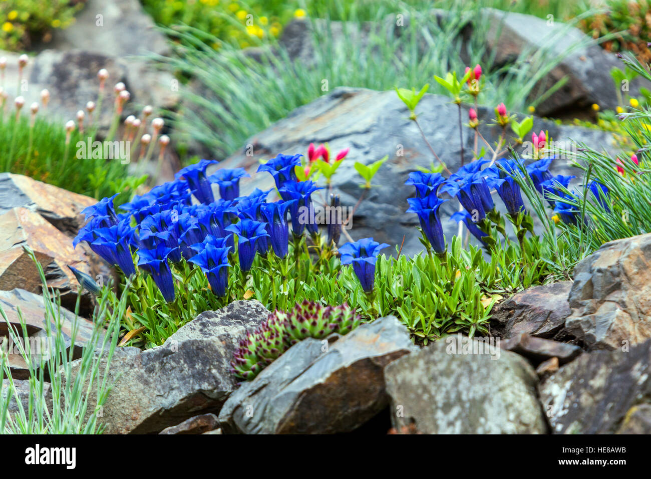 Gentiana acaulis Rockery garden Blue stemless Gentian, alpine plants rockery stones Stock Photo